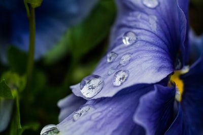 紫色花朵上的水滴